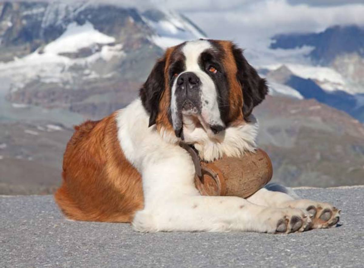 St. Bernard taking in the view from Zermatt.