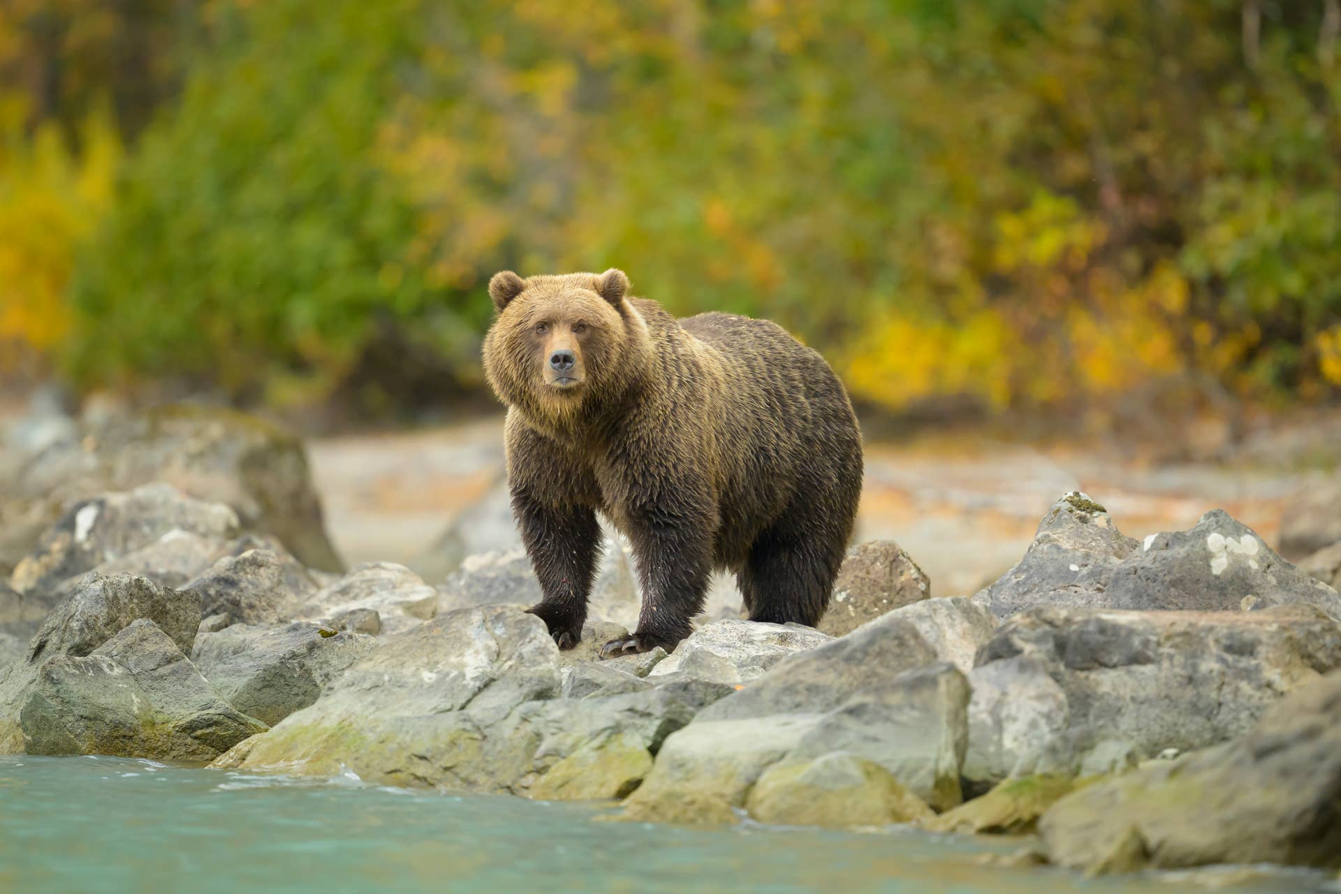 Brown Bear Attacks Mountain Biker On Popular Alaskan Trail POWDER