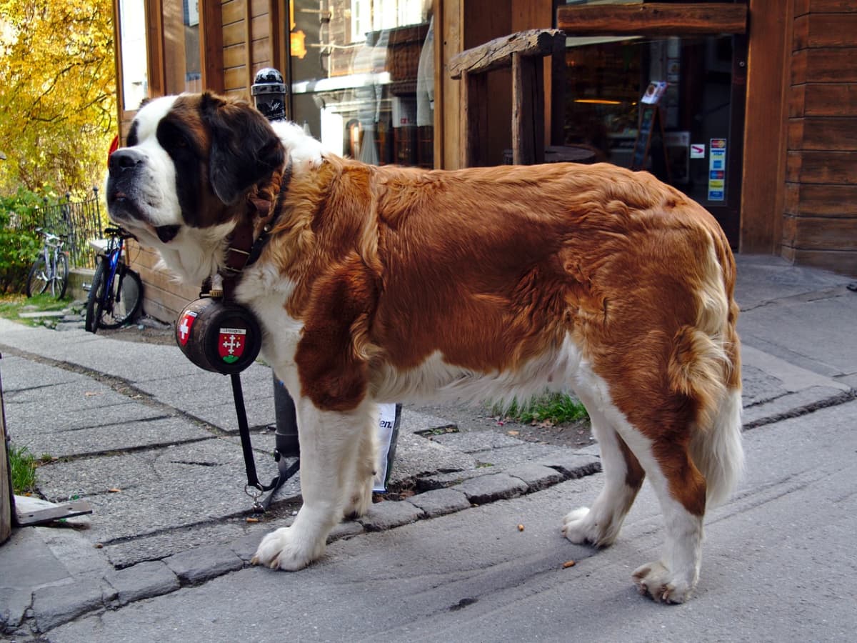 Greater swiss mountain dog st bernard sale