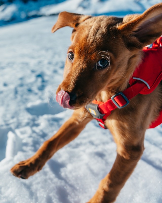 Mammoth’s New Avy Pup Is Taking Instagram by Storm