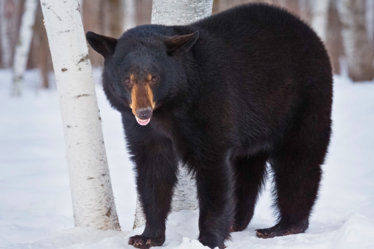 Sleeping Vermont Skier Startled by Bears (Video) Sleeping Vermont Skier Startled by Bears (Video)