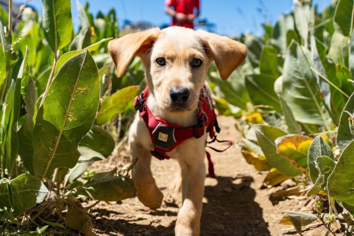 Meet Binny, Palisades Tahoe's Newest Avy Dog