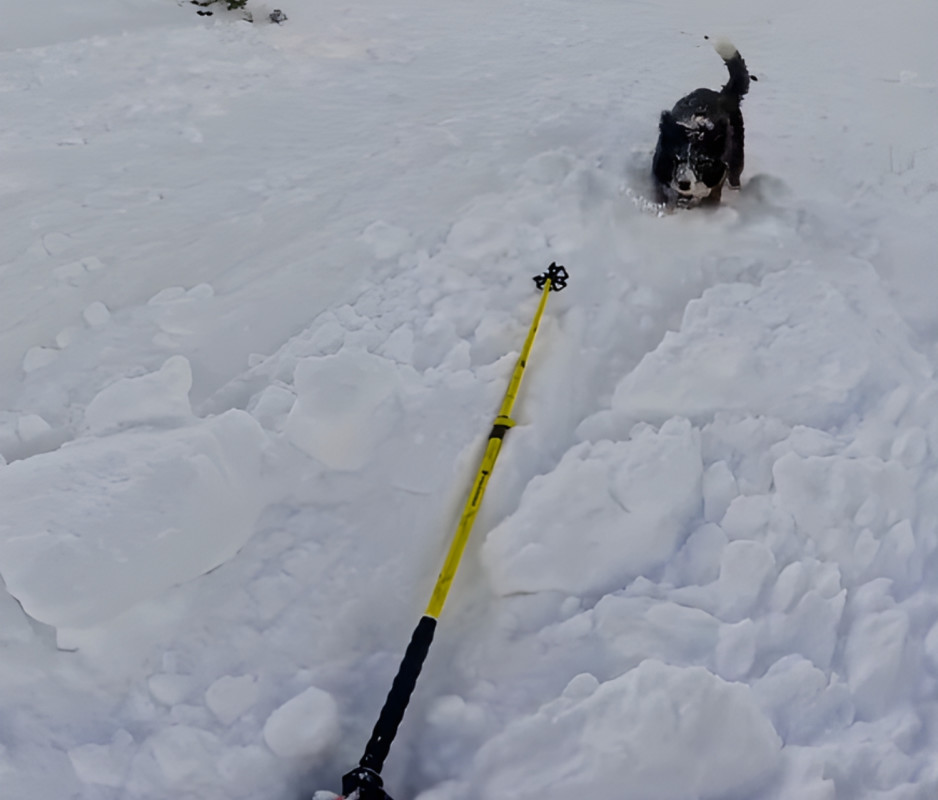 Dog and Skier Swept Away by Large Avalanche
