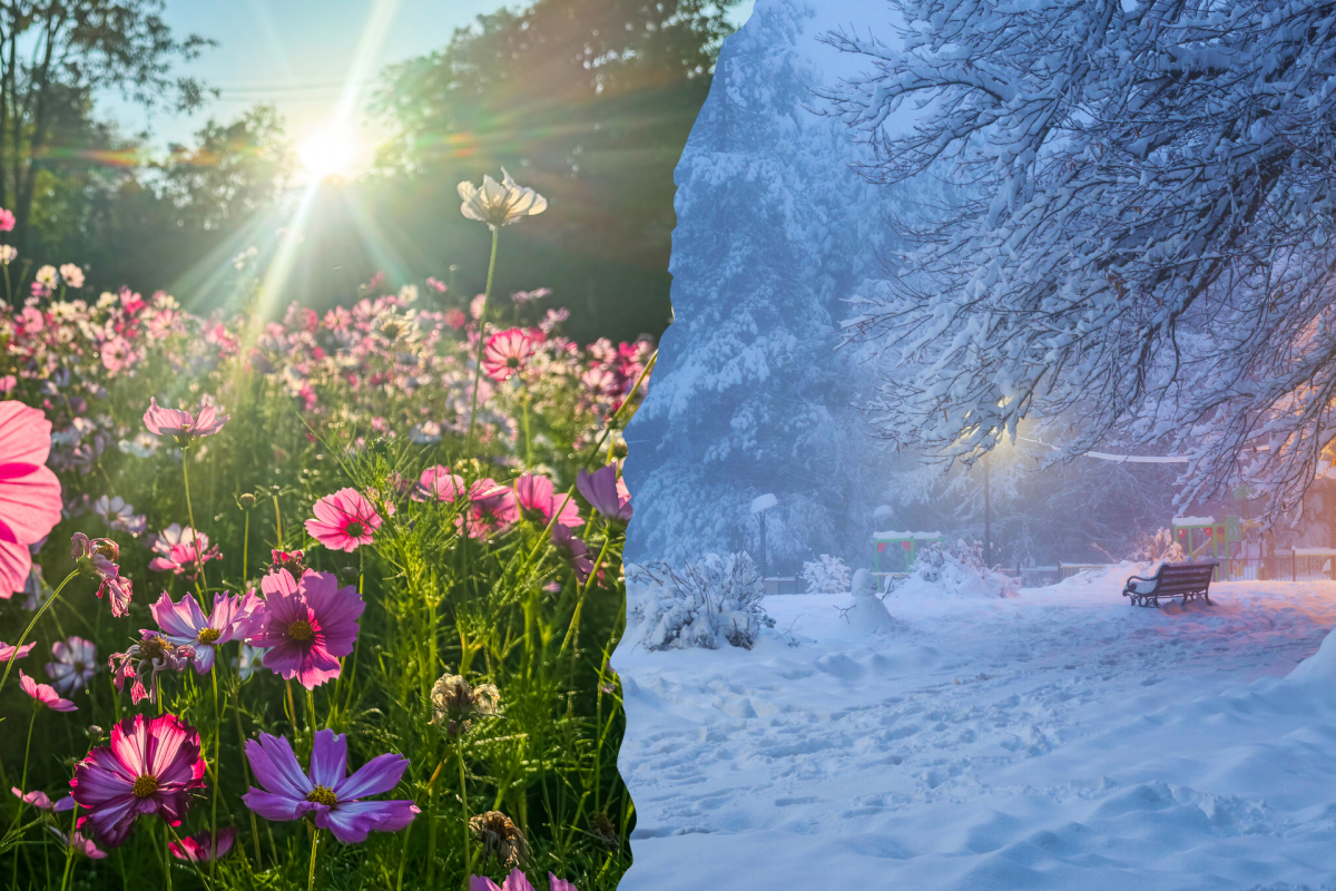 Flowers or Snowdrifts? The Old Farmer's Almanac Reveals Spring 2026 Forecast