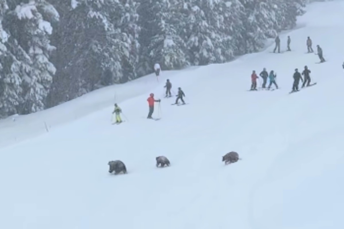 Bears Crash Powder Day at California Ski Resort