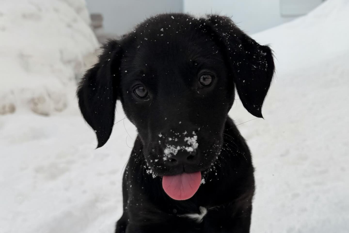 Meet Dasha, Solitude's Adorable New Avalanche Rescue Dog In Training