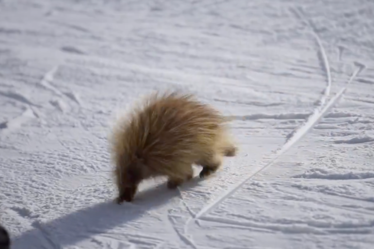 Furry Creature Spotted Roaming The Slopes Of Utah Ski Area