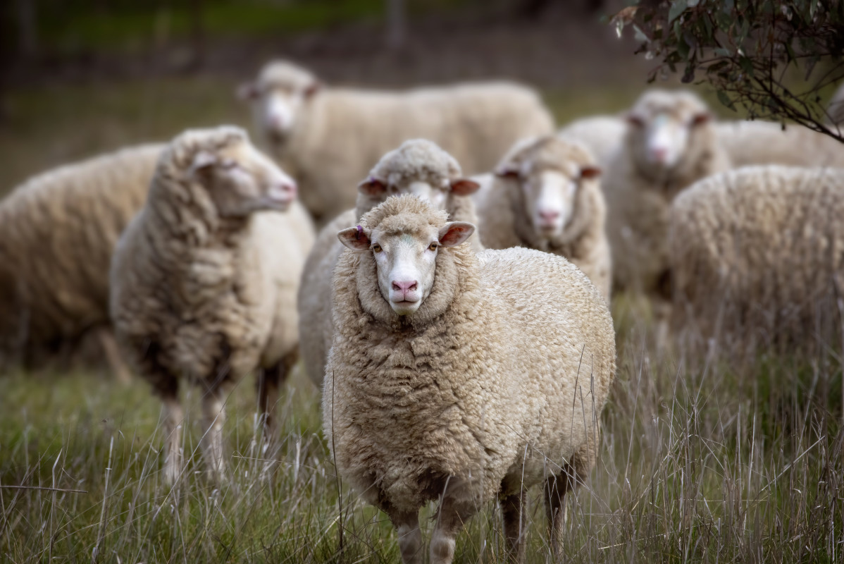 New Study Claims That Merino Wool Is The Better Baselayer Material