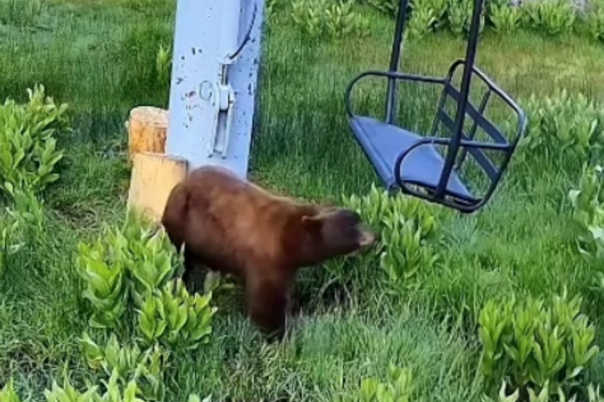 Big Bear Caught Scratching Against Idle Ski Chairlift