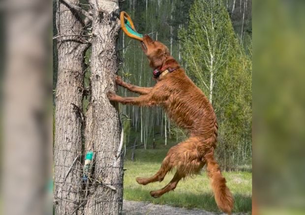 Ripley, Anjing Penyelamat Longsor, Suka Bermain Tug Lebih Dari Apa Pun Di Dunia