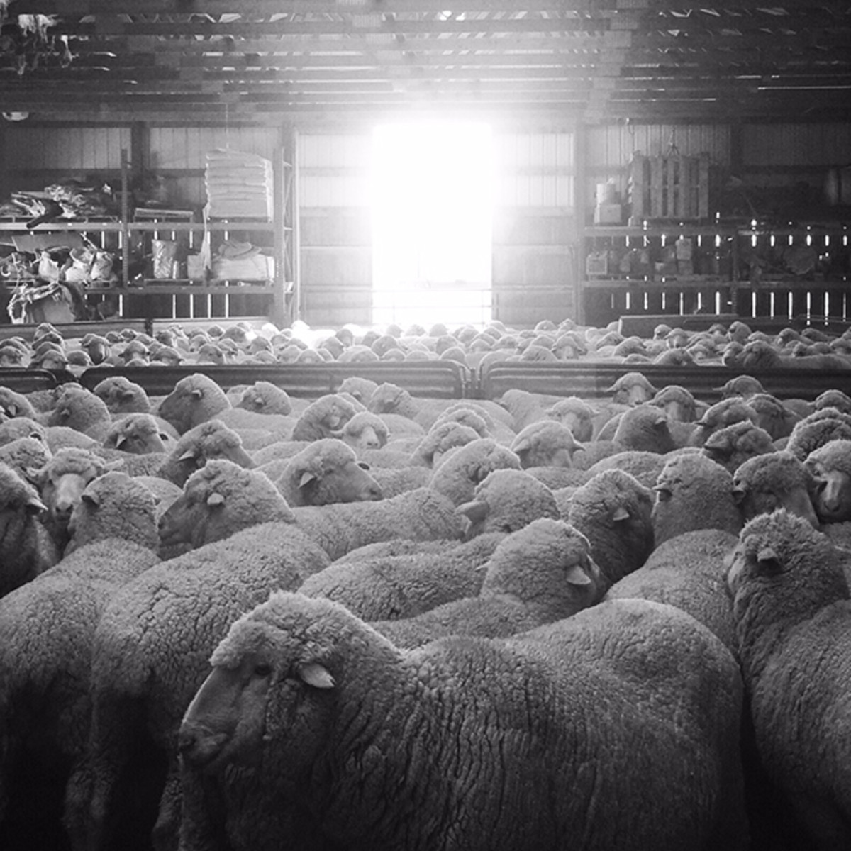 Duckworth wool Sheep