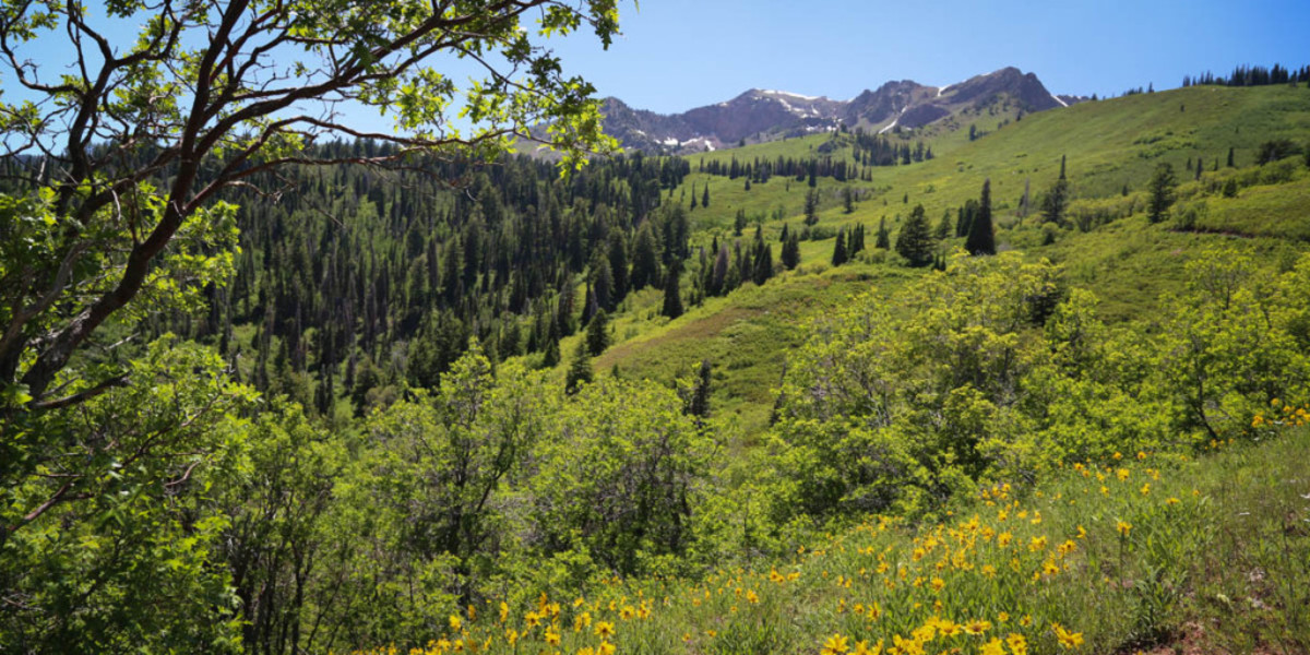 Massive Wasatch Peaks Property for Sale Powder