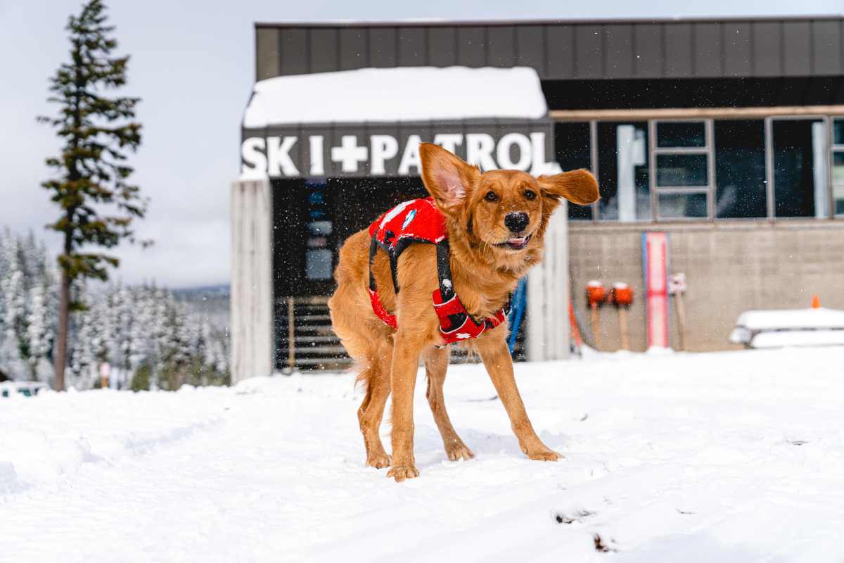 Meet Mt. Bachelor’s Avalanche Dogs and Check Out Ongoing Discounts this