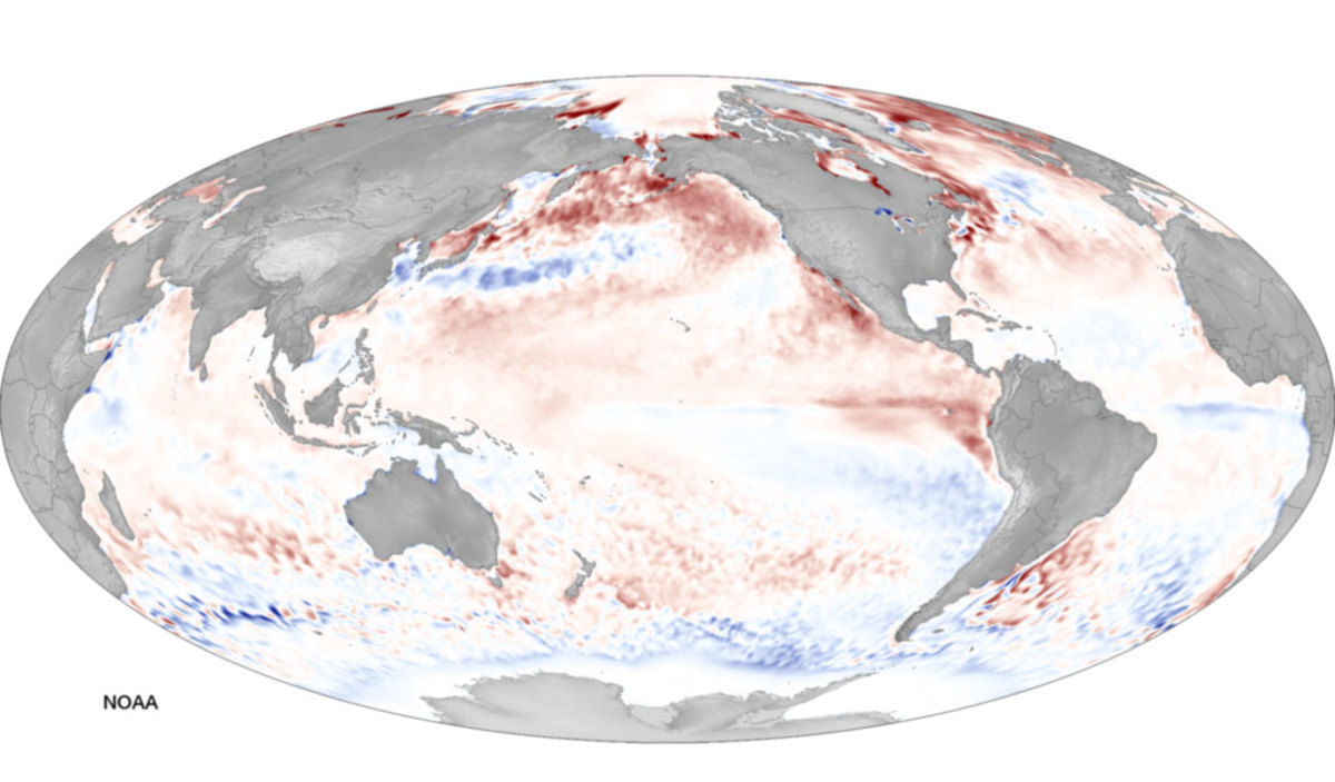 Red means warm. Blue means cold. The latest from NOAA is that El Nino is still on (though it might not be as big as they thought originally). PHOTO: NOAA