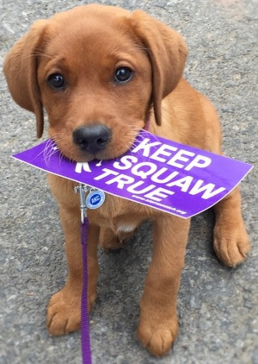 All the furry creatures showed up to a hearing on Thursday to give their say on Squaw Valley's controversial development project. PHOTO: Courtesy of Andrew Pridgen
